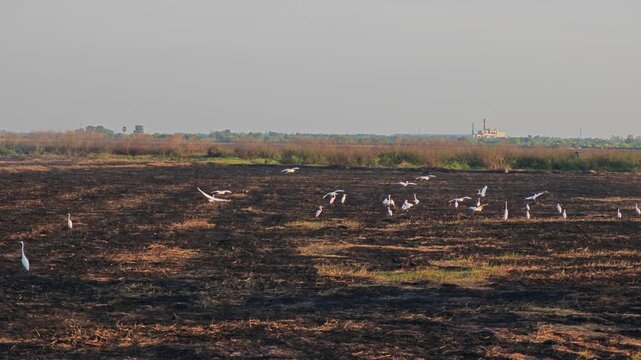 White birds. Heron, bittern, egret.