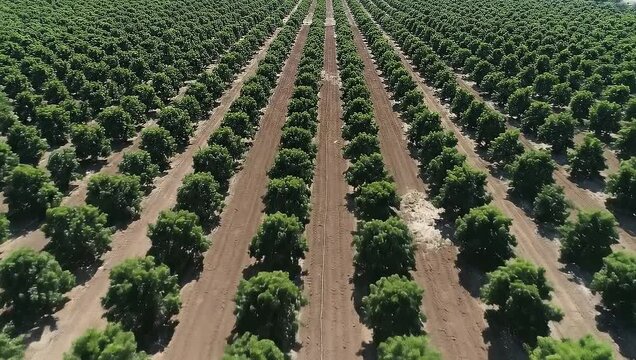 Aerial view of a vast agricultural field with rows of green trees under a clear sky.