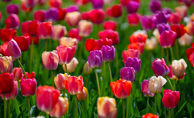 Fototapeta premium Bright tulips in floral wallpaper background. Vivid flowers and spring background with tulips. Tulip field with vibrant spring flowers. Multicolored vivid tulips flowers pattern.