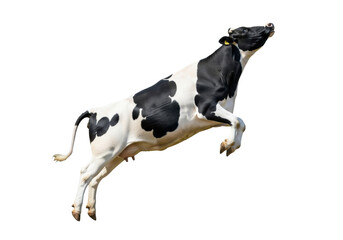 A majestic, muscular holstein friesian cow mid-jump, hyper-detailed, isolated against a shadowless white studio background with copy space. Concept for humorous commercial advertising