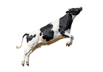 A majestic, muscular holstein friesian cow mid-jump, hyper-detailed, isolated against a shadowless white studio background with copy space. Concept for humorous commercial advertising