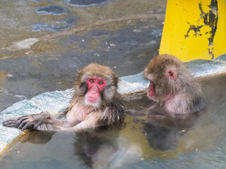 温泉でほっこり、函館熱帯植物園のニホンザル
