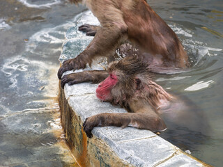 温泉でほっこり、函館熱帯植物園のニホンザル
