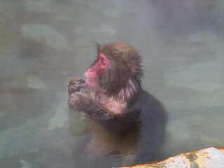 温泉でほっこり、函館熱帯植物園のニホンザル
