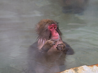 温泉でほっこり、函館熱帯植物園のニホンザル
