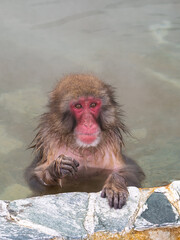 温泉でほっこり、函館熱帯植物園のニホンザル
