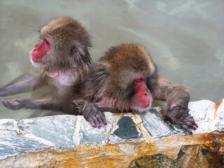 温泉でほっこり、函館熱帯植物園のニホンザル
