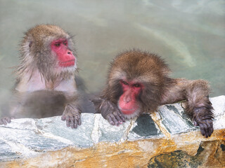 温泉でほっこり、函館熱帯植物園のニホンザル
