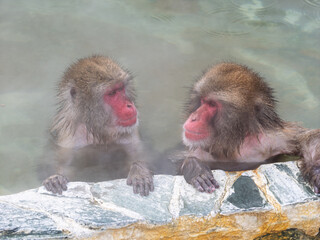 温泉でほっこり、函館熱帯植物園のニホンザル
