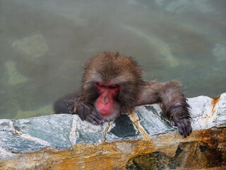 温泉でほっこり、函館熱帯植物園のニホンザル
