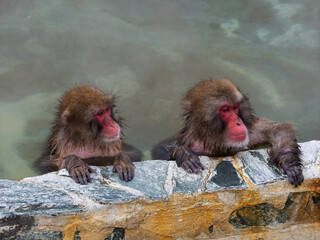 温泉でほっこり、函館熱帯植物園のニホンザル
