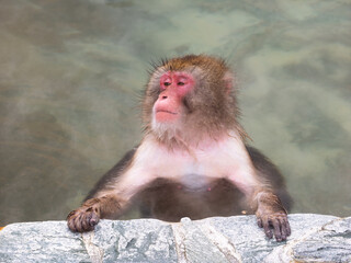温泉でほっこり、函館熱帯植物園のニホンザル
