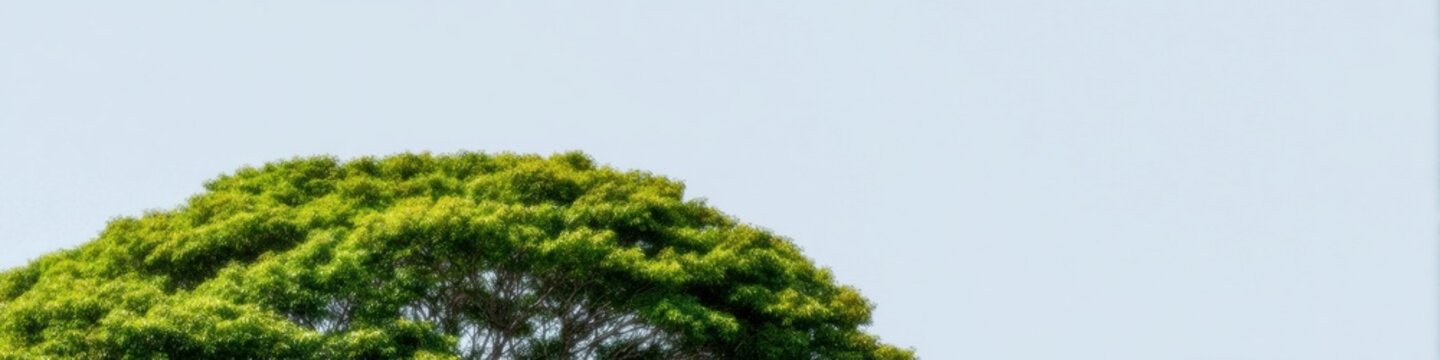 Green Tree Canopy Isolated on White Background for Urban Planning Design and Architectural Visualization Specimen for Landscape Advertising with Copy Space