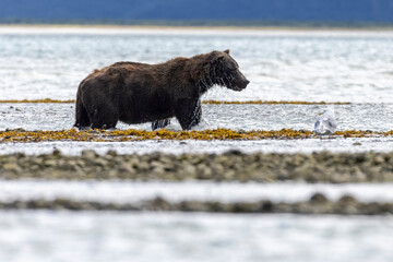 Coastal brown bears fishing for salmon in Katmai National Park in Alaska.