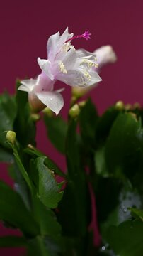 White And Pink Christmas Cactus Flower Against magneta Background
