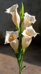 Obraz premium Single Bellflower Stem with Delicate Trumpet Shaped Blossoms Standing Upright for Botanical Branding and Floral Design Materials on Organic Neutral Background