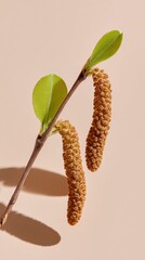 Fototapeta premium Alder branch with catkins and green leaves growing against a beige background for seasonal ecology and botanical education projects with copy space
