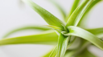 Obraz premium Droophead Tufted Airplant close up showing green leaves for botanical research and educational biology materials with a soft bright background and copy space