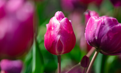 Pink tulips blooming in a flower meadow. Fresh tulip field in natural spring light. Pink vivid tulips flowers pattern. Spring meadow full of tulip flowers. Floral background with pink tulips.