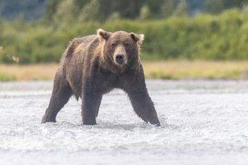 Coastal brown bears fishing for salmon in Katmai National Park in Alaska.