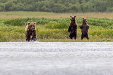 A pair of coastal brown bear cubs fishing with their mother in Katmai National Park, Alaska. © Patrick