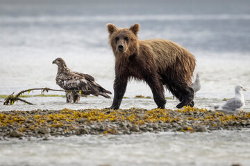A pair of coastal brown bear cubs fishing with their mother in Katmai National Park, Alaska. © Patrick