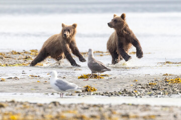 A pair of coastal brown bear cubs fishing with their mother in Katmai National Park, Alaska. © Patrick