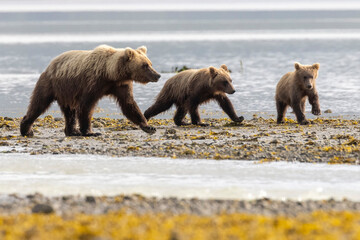 A pair of coastal brown bear cubs fishing with their mother in Katmai National Park, Alaska. © Patrick