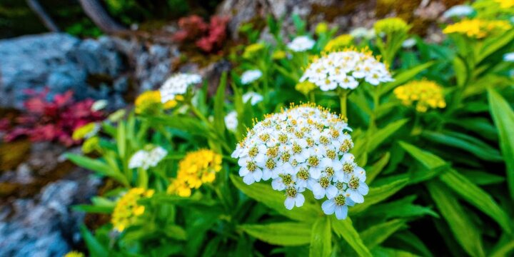 White masterwort flowers blooming in a summer garden setting for landscaping and botanical catalogs, featuring clusters of small florets in a natural park environment