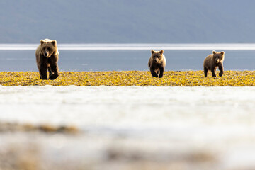A pair of coastal brown bear cubs fishing with their mother in Katmai National Park, Alaska. © Patrick