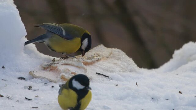 Two Great Tit (Parus major) birds are captured in a close-up, low-angle shot as they forage for food in deep, fresh snow. The birds, common winter species in the Southern Urals, Russia, provide a vibr