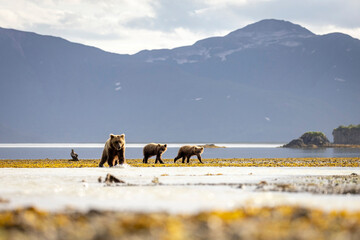 A pair of coastal brown bear cubs fishing with their mother in Katmai National Park, Alaska. © Patrick