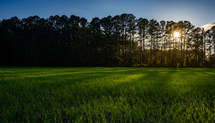 Green field at sunset with forest background. Rural landscape. Green grass in meadow. Calm spring field. Scenic meadow with pine forest. Nature landscape at sunset. Green grass field in sunset.