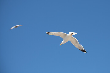 Seagull flies as it glides freely. Seagull soars as it spreads wings. Seagull moves as it rides air. Seagull leads as it flies.