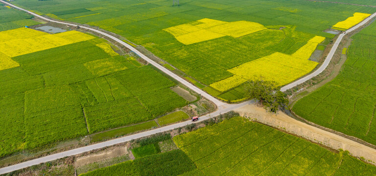 Aerial view of vibrant yellow mustard fields in Chalan Beel, Sirajganj, Bangladesh during winter season. Traditional rural life in Bangladesh with farmers and mustard cultivation in the Chalan Beel