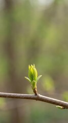 Emerging spring bud signifying nowruz and renewal. Vertical banner. Copy space. Persian New Year. Spring Holiday