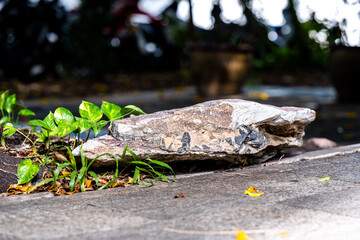Obraz premium Close-up of a long, textured decorative rock by a stone pathway, accented with lush green Money Plant leaves. Features a moody, dark bokeh background in a peaceful garden setting.