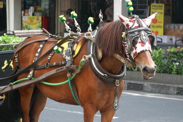 Ornate Harnessed Horse With Decorative Headgear On Busy Urban Street Scene
