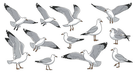 Obraz premium Large set of detailed seagull illustrations in various natural poses, including flying, standing, walking, and preening feathers.