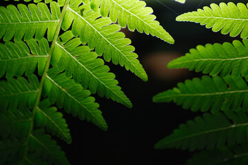 Close up of fern leaf as background