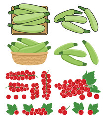 Fresh zucchini and red currants in various arrangements, healthy organic vegetables and berries