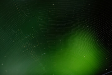 Macro shot of spider web at the forest