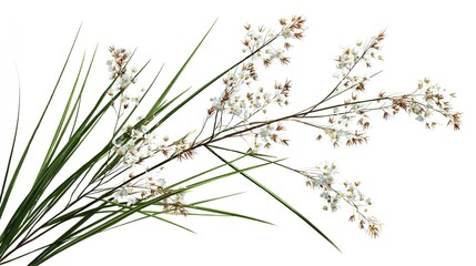 Dried Wild Grass Flowers Isolated on White &ndash; Natural Botanical and Minimal Floral Background