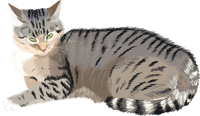 A cute tabby cat is sleeping. The cat is isolated on a white background. © Ольга Мороз