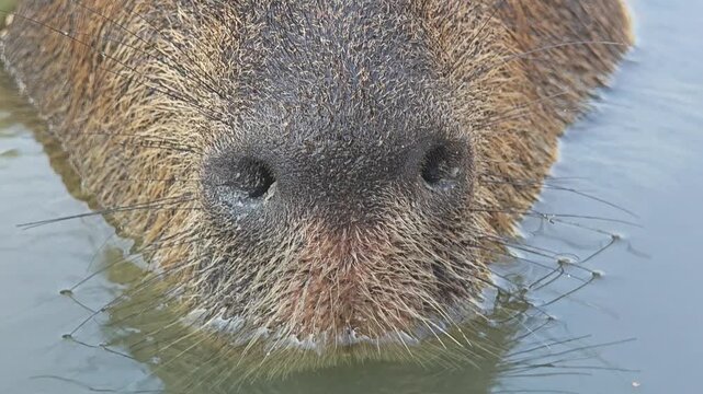 Close up of capybara nose and mouth.