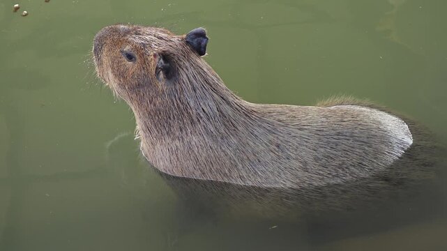 Cute capybaras resting in pond.