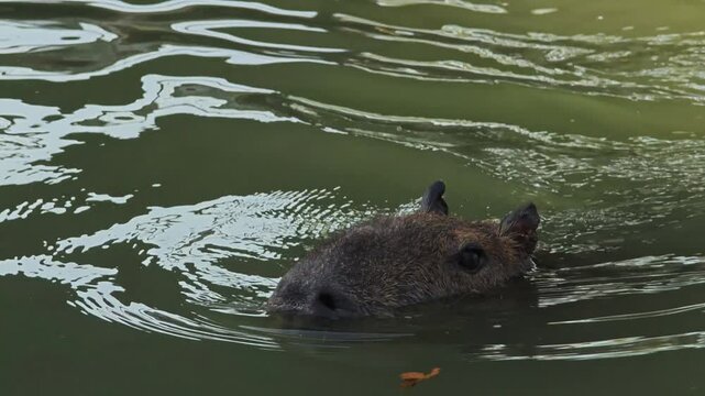 Cute capybaras resting in pond.