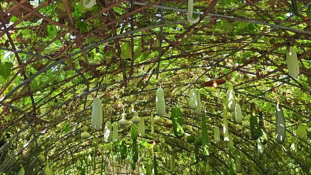 Gourd, bottle gourd, calabash sand loofah in the dome.