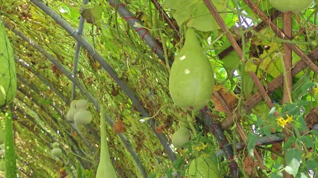 Gourd, bottle gourd, calabash sand loofah in the dome.