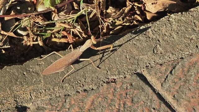 Brown mantis on the floor.